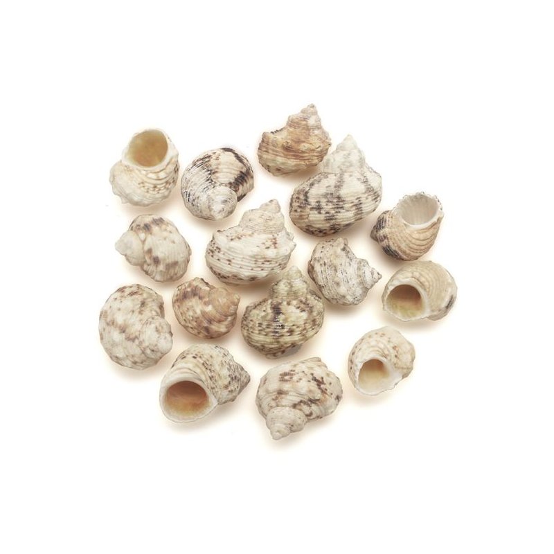 Caracolas de Mar, Turbo Goldmouth. Caracolas de Mar, Turbo Goldmouth.