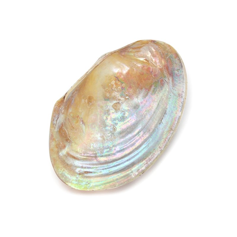 Venta de conchas de nacar naturales para jaboneras.