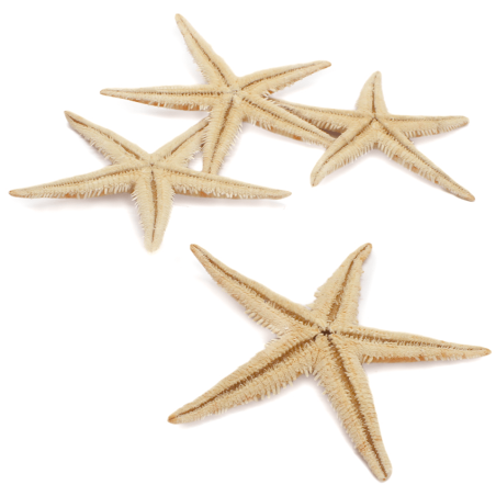 Estrellas marinas comprar online