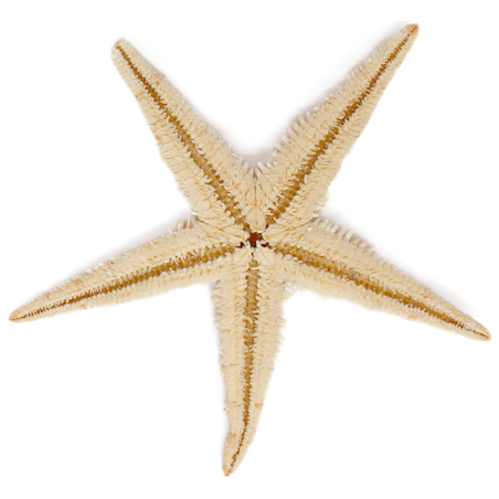 Estrella de mar filipina
