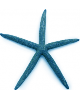 Estrella Mar azul grande comprar