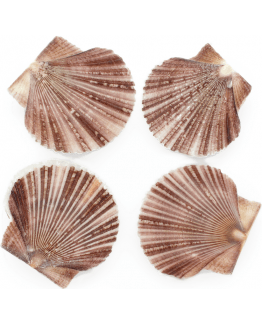 Vieira concha comprar