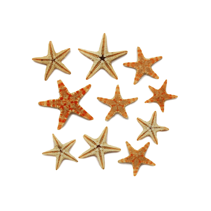 Mini Estrellas de Mar Naturales Filipinas