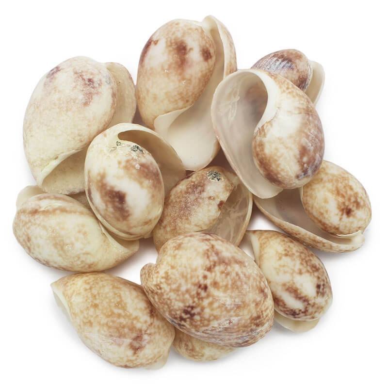Caracolas brown bubble Caracolas brown bubble