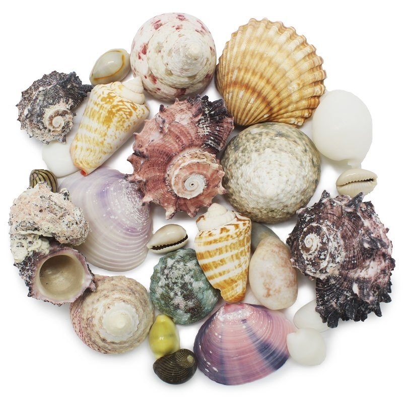 Caracóis e conchas naturais variadas Caracóis e conchas naturais variadas