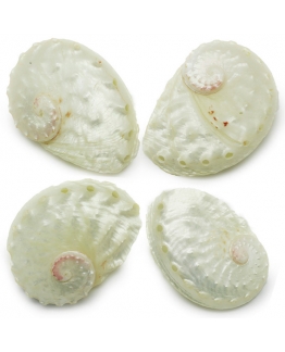 Conchas de nacar haliotis ruber