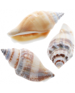 tiendas de caracolas