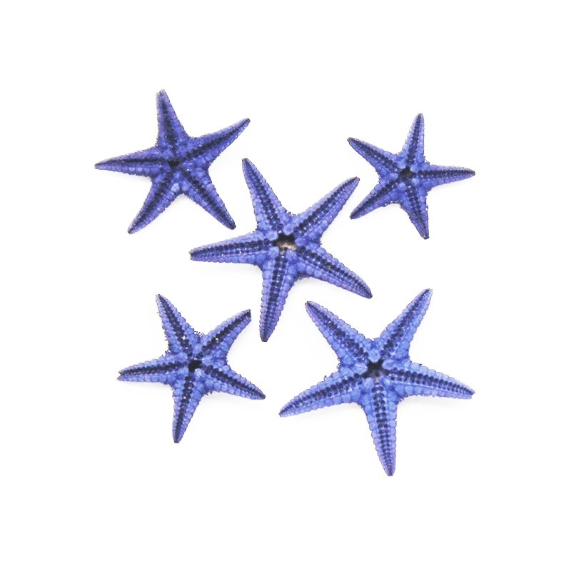 Estrela do mar filipina violeta mini Estrela do mar filipina violeta mini