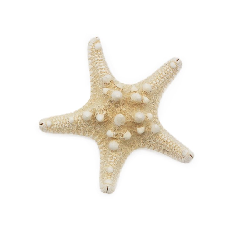 Estrella de mar horn 9-11 cm Estrella de mar horn 9-11 cm