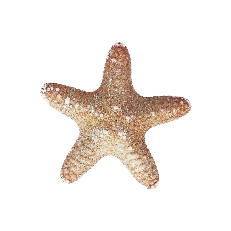 Estrella de mar jungle 7-10 cm