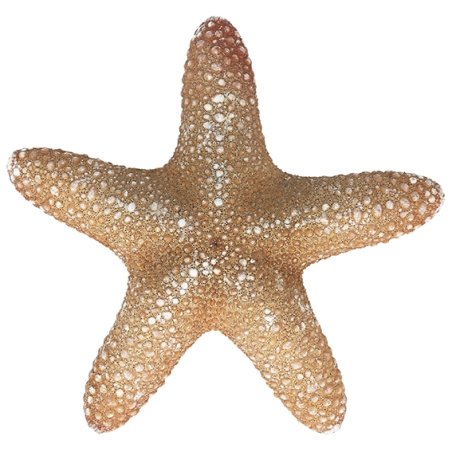 Estrella de mar jungle 11-13 cm