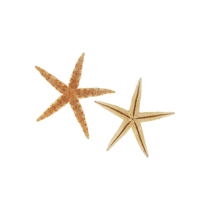 Estrellas de mar tienda