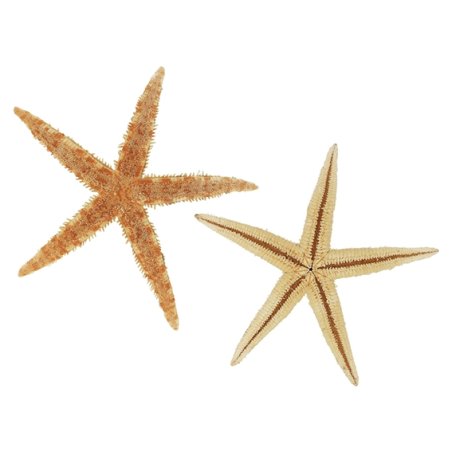 Estrellas de mar tienda