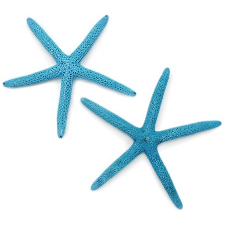 estrella marina azul