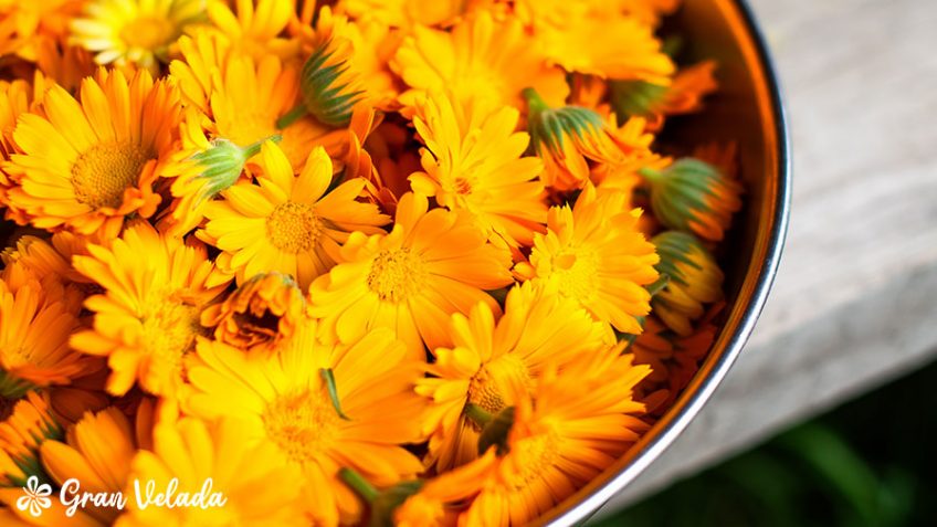 Flores de calendula