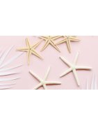 Get Gran decoracion de las estrellas de mar Desktop Wallpaper
