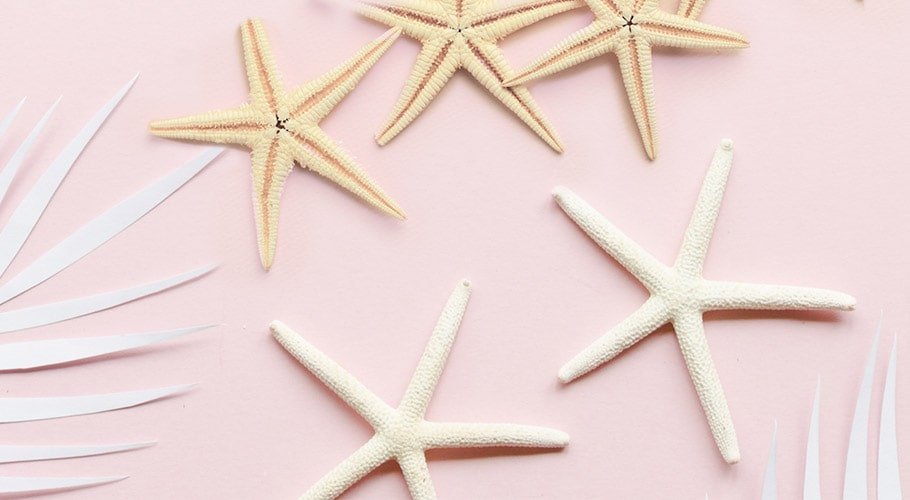 Estrelas-do-mar Estrelas-do-mar