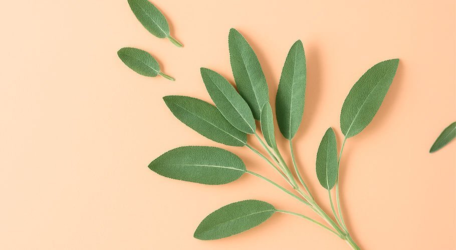 Plantas cosméticas Plantas cosméticas