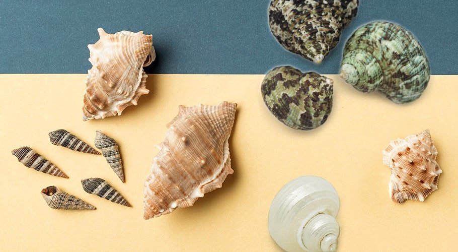 Caracois e produtos marinhos Caracois e produtos marinhos