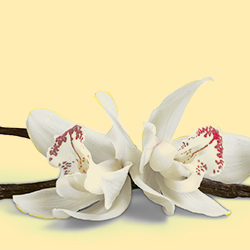 Esencia aromatica de vainilla extra