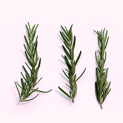 Esencia aromatica de romero
