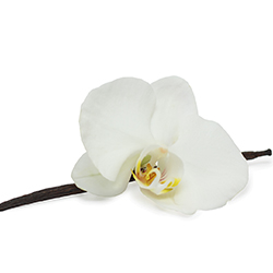 Esencia aromatica de vainilla