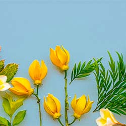 Esencia aromatica ylang ylang