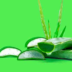 Aloe vera gel por mayor